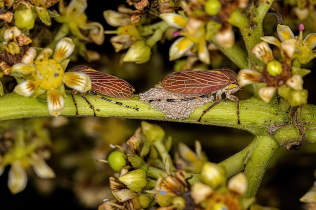 Aetalionid Treehopper adulte