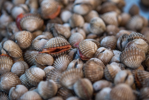 Affichage de palourdes fraîches crus de coques de mer à vendre au marché de fruits de mer