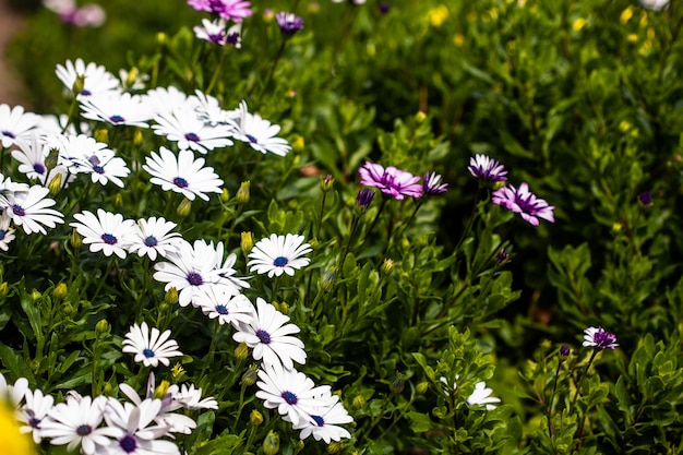 Affichage vibrant de marguerites géantes marguerites oxeye en pleine floraison beaux pétales blancs avec