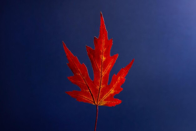 Affiche minimale d'art créatif avec feuille d'érable rouge d'automne sur fond bleu foncé