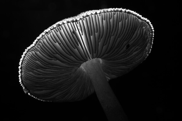 Photo affiche noir et blanc différents champignons dans la clairière