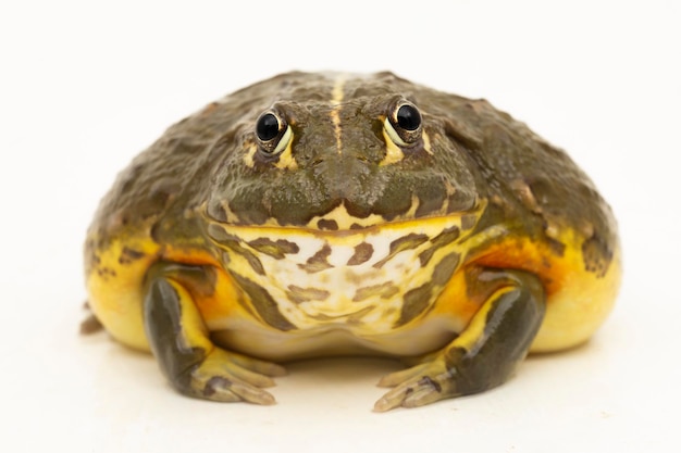 African Bull Frog Pyxicephalus adsperus edulis Pixie Frog isolé sur fond blanc