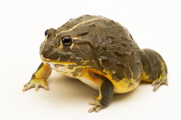 Photo african bull frog pyxicephalus adsperus edulis pixie frog isolé sur fond blanc