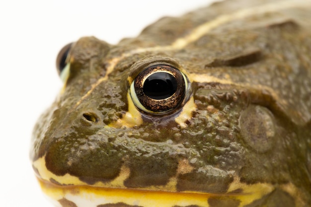 Photo african bull frog pyxicephalus adsperus edulis pixie frog isolé sur fond blanc