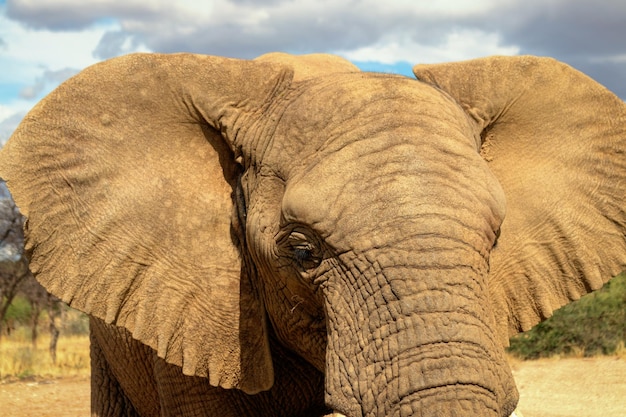 African Bush Elephant dans les prairies du parc national d'Etosha en Namibie