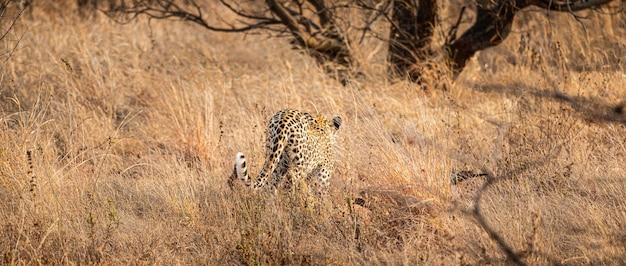 African Leopard Panthera Pardus mâle au Parc National Kruger