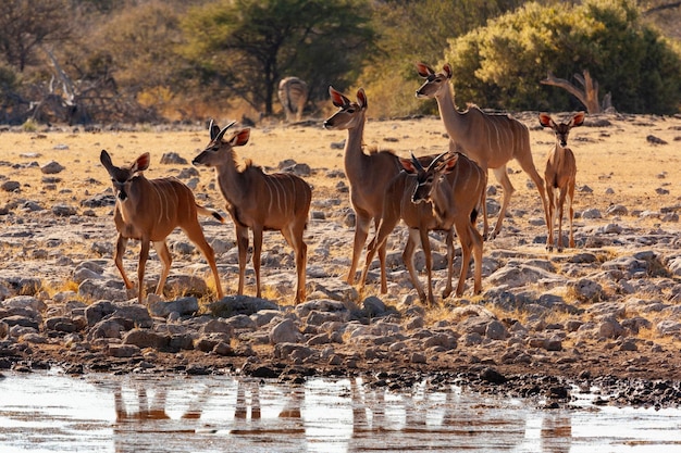 Afrique Namibie Koudou Antilope