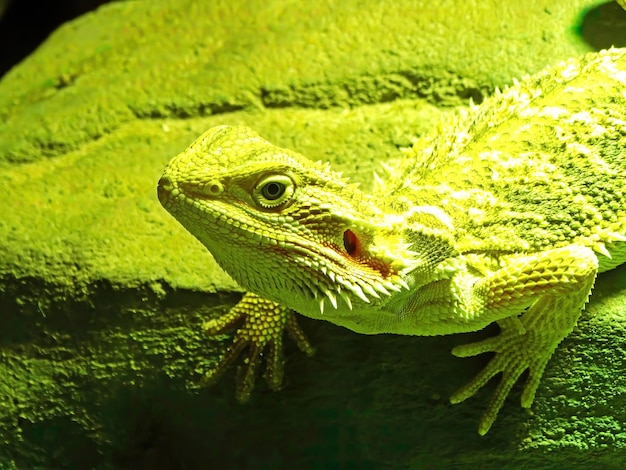 Photo agama barbu lat pogona barbata est une espèce de lézard agam lézard barbu une espèce de lézard de la famille des agamovidae dans les tons de vert dans le terrarium de près