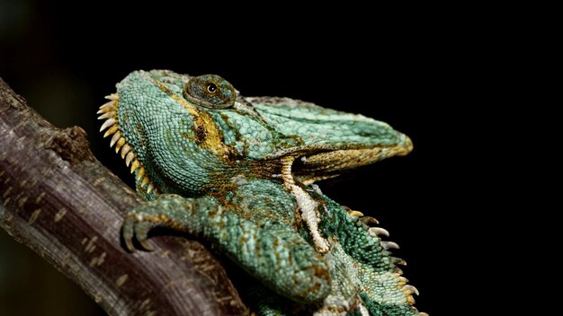 Agama caméléon assis sur une branche