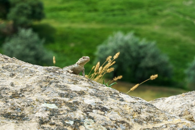 Agame caucasien sur un rocher