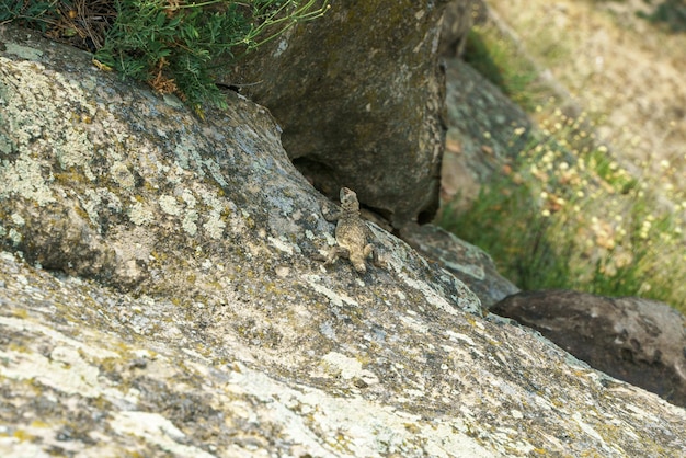 Agame caucasien sur un rocher