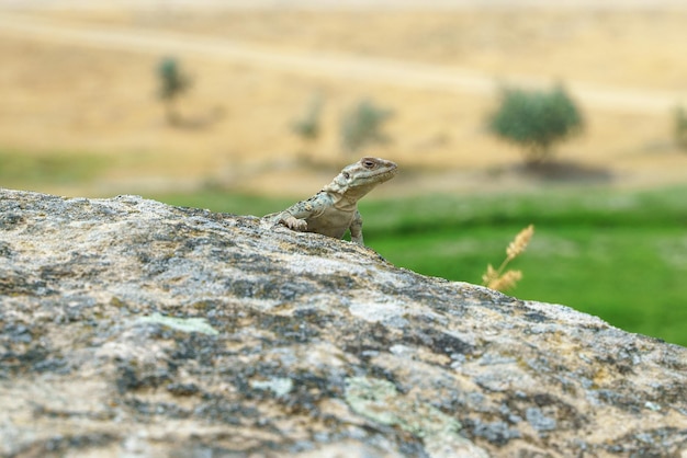 Agame caucasien sur un rocher