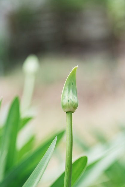 Agapanthus Bud