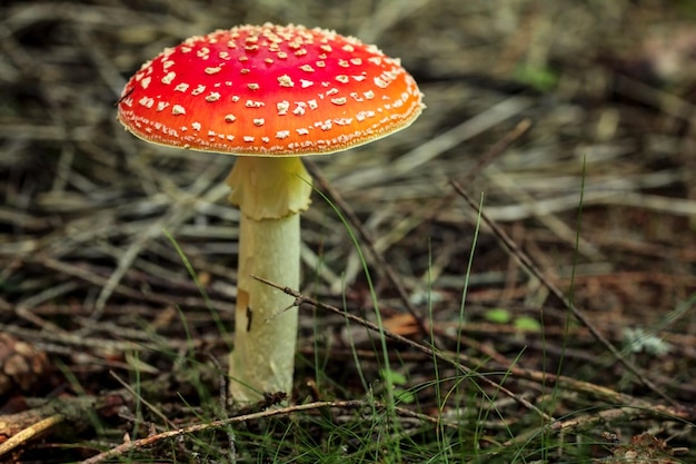 Agaric de mouche (Amanita muscaria) champignon poussant à l'ombre des arbres, petites brindilles sèches et herbe autour.