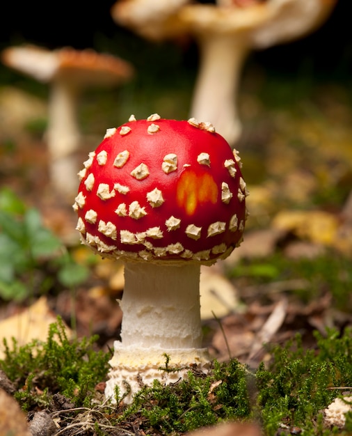 Agaric à la mouche ou champignons Amanita, Amanita muscaria