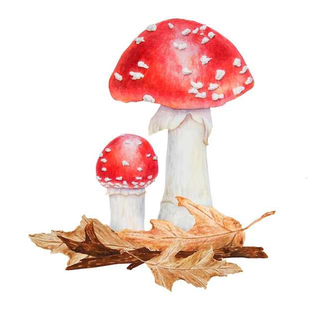 Agaric mouche rouge feuilles séchées branche graines de tilleul aquarelle dessinée à la main botanique réaliste