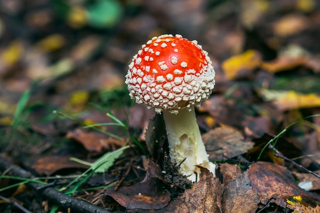 Agaric de mouche toxique dangereux et non comestible