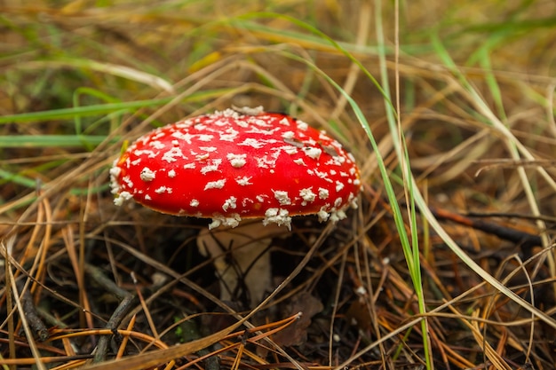 Agaric mouche