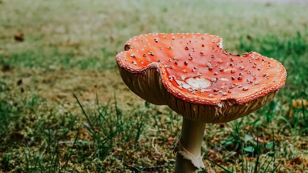 Photo agaric rouge à l'état sauvage