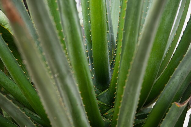 Agave cactus backdround motif cactus ou cactaceae