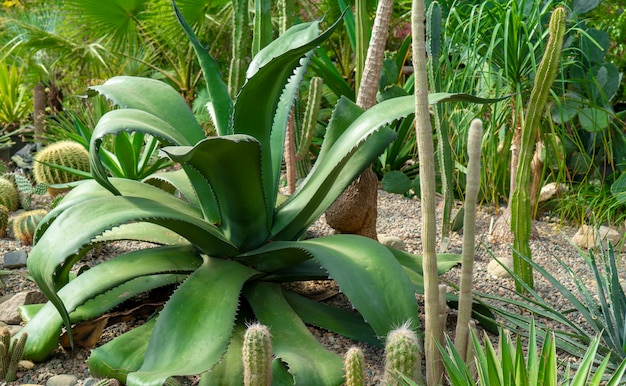 Agave et cactus dans la nature.