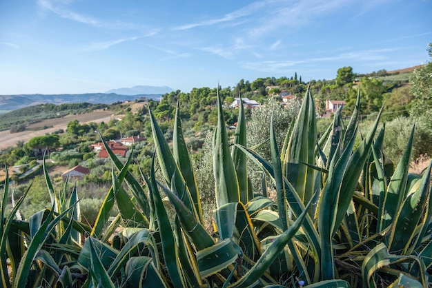 L'agave du paysage italien au premier plan