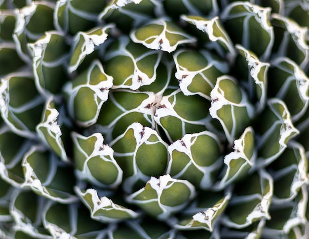 Agave rosettes texture fond naturel