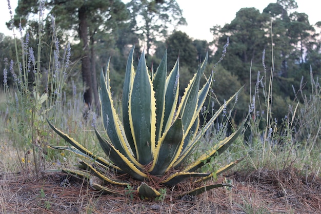 Agave