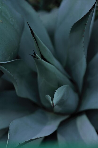 agave