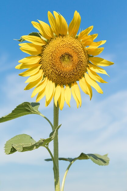 Agent de floraison de tournesol bleu ciel