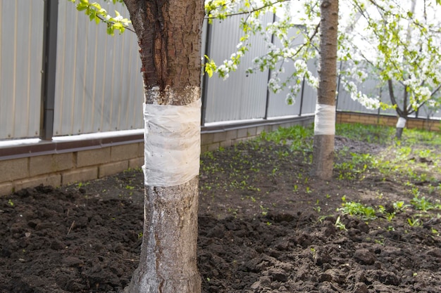 Agent de protection contre les insectes fourmis et chenilles sous forme de ceinture sur un arbre fruitier