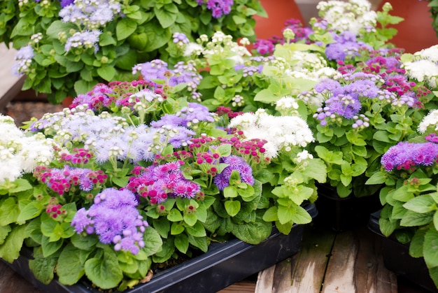 Ageratum, Ageratum mixte, Plantes en pot de couleur mixte