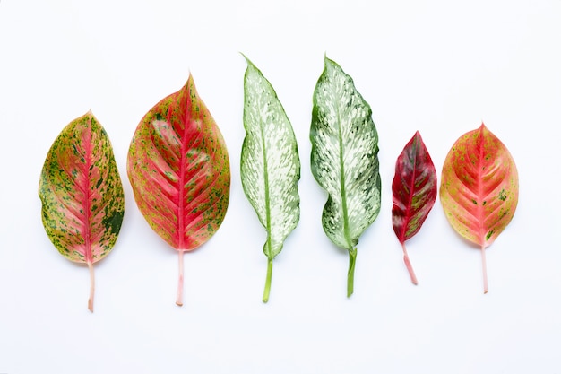 Aglaonema coloré laisse isolé sur blanc