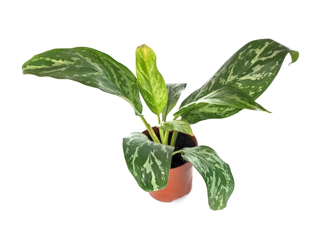 Aglaonema commutatum isolé