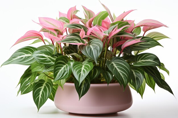 Aglaonema isolé sur fond blanc avec un tracé de détourage