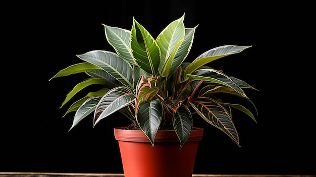 Aglaonema Pictum Tricolor Plante sur un pot sur fond blanc