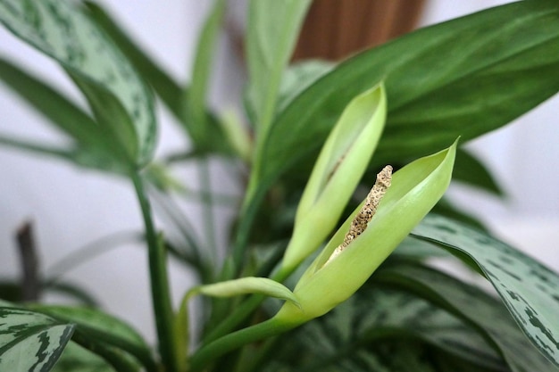 Aglaonema plante ornementale en pot fleur d'aglaonema vivante naturelle dans l'environnement domestique