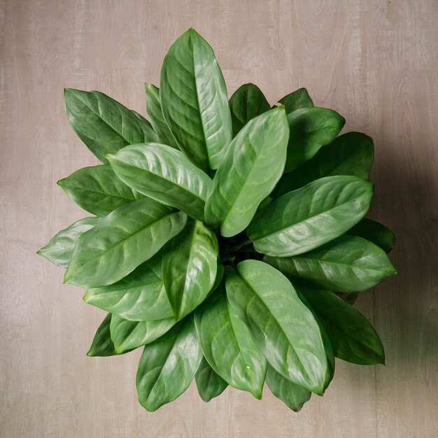 Aglaonema sp. «Ngoentemban» ou Erergreen chinois sur plancher de bois