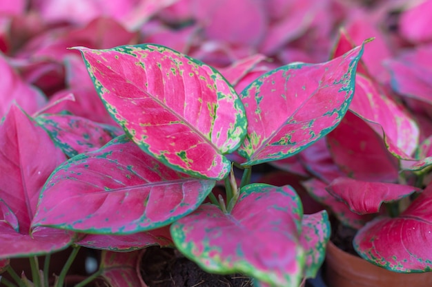 Aglaonema Super Red tree Views beau motif de feuilles roses a été utilisé pour la conception d'intérieur créatif