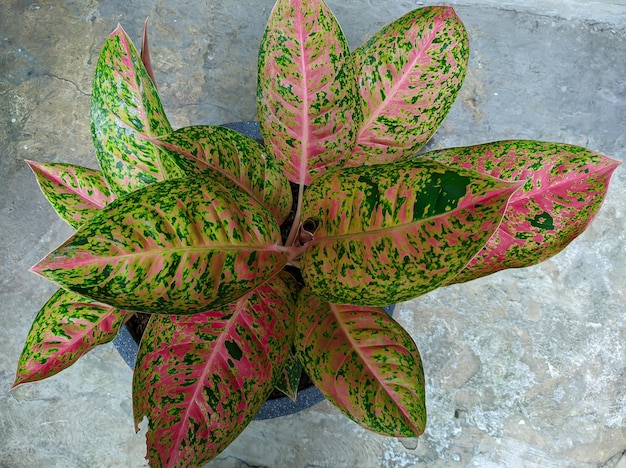 Aglonema plante de belles feuilles colorées sur fond carrelé