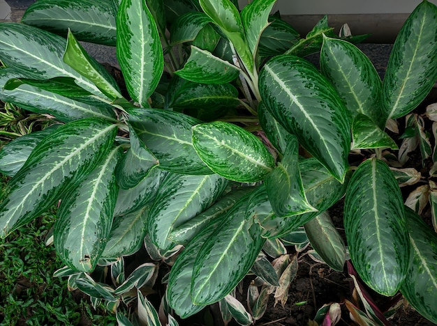 Aglonema plante ornementale ou peut s'appeler Dieffenbachia