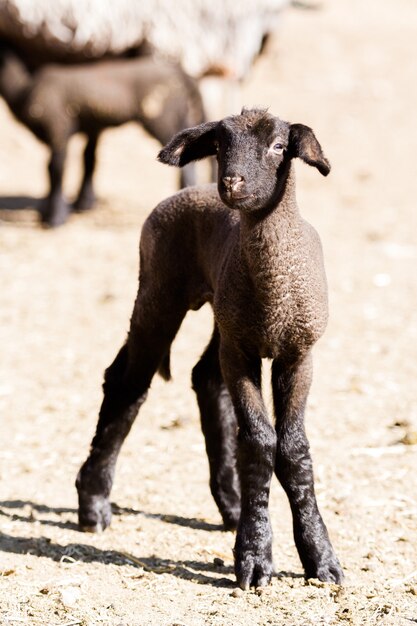 Agneau du Suffolk dans une ferme locale.