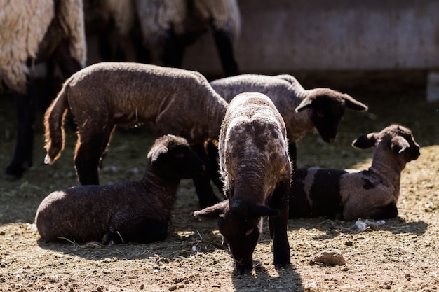 Agneau du Suffolk dans une ferme locale.