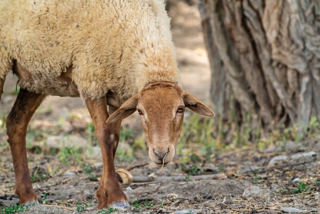 Agneau mignon se reposant dans la cour