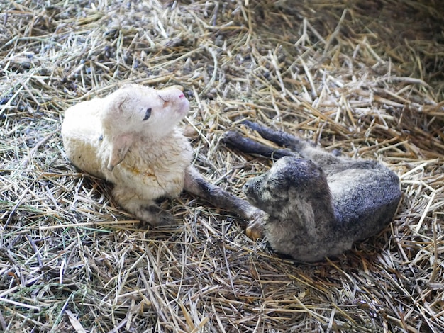 L'agneau ne peut pas rester debout après la naissance