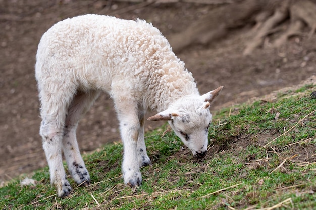 L'agneau paît sur l'herbe