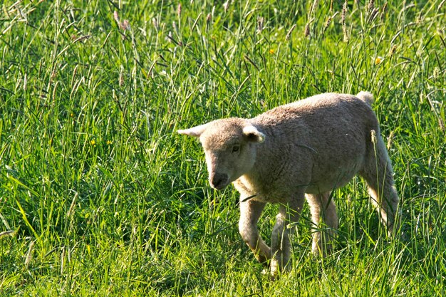 Un agneau sur une prairie en été