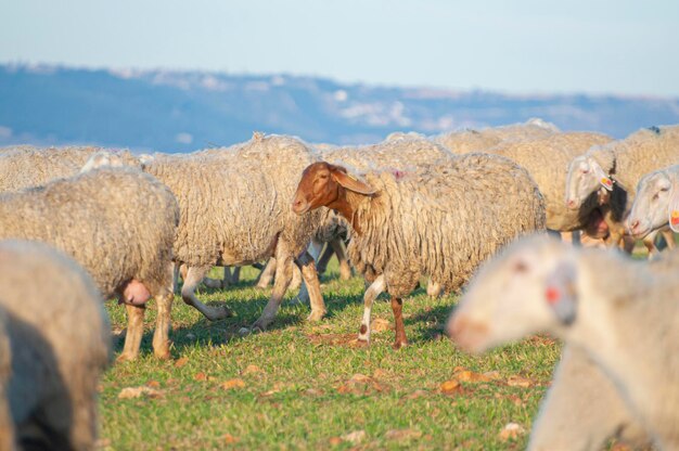 Des agneaux blancs, des pâturages verts, des prairies ensoleillées, une agriculture traditionnelle, un charme rustique, le cœur de la vie agricole espagnole.