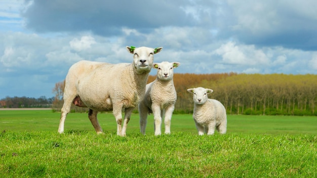 Agneaux et moutons sur la digue néerlandaise au bord du lac IJsselmeer Vues de printemps sur les Pays-Bas