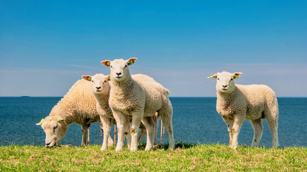 Agneaux et moutons sur la digue néerlandaise au bord du lac IJsselmeerVue de printemps Pays-Bas Moutons dans une prairie sur de l'herbe verte